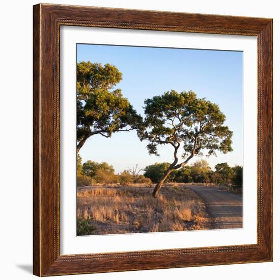 Awesome South Africa Collection Square - Safari Road at Sunrise-Philippe Hugonnard-Framed Photographic Print