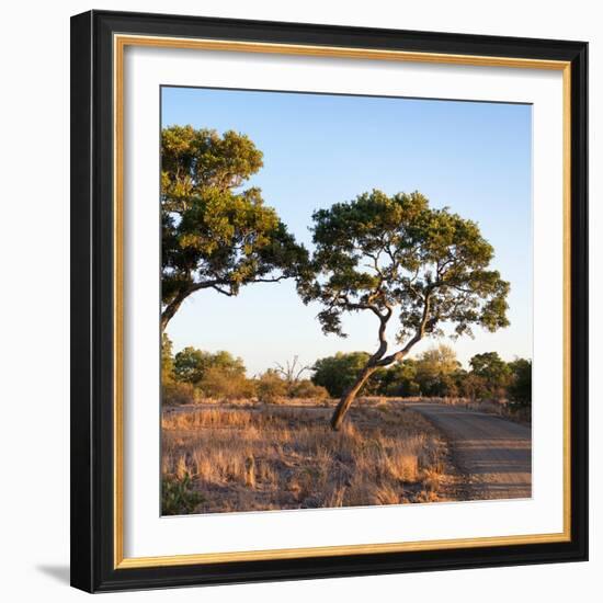 Awesome South Africa Collection Square - Safari Road at Sunrise-Philippe Hugonnard-Framed Photographic Print