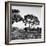 Awesome South Africa Collection Square - Safari Road-Philippe Hugonnard-Framed Photographic Print