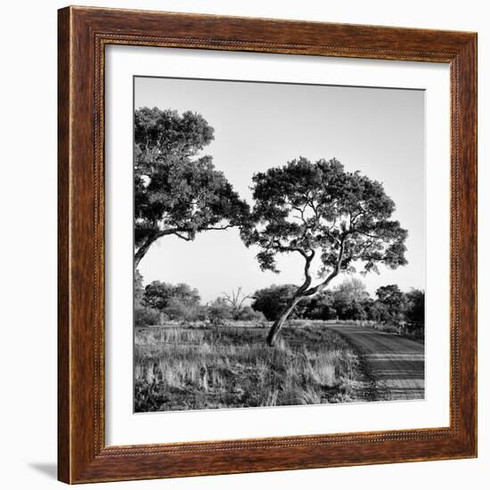 Awesome South Africa Collection Square - Safari Road-Philippe Hugonnard-Framed Photographic Print