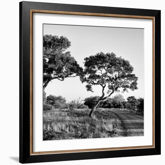 Awesome South Africa Collection Square - Safari Road-Philippe Hugonnard-Framed Photographic Print