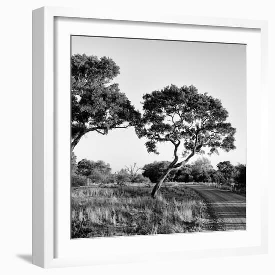 Awesome South Africa Collection Square - Safari Road-Philippe Hugonnard-Framed Photographic Print