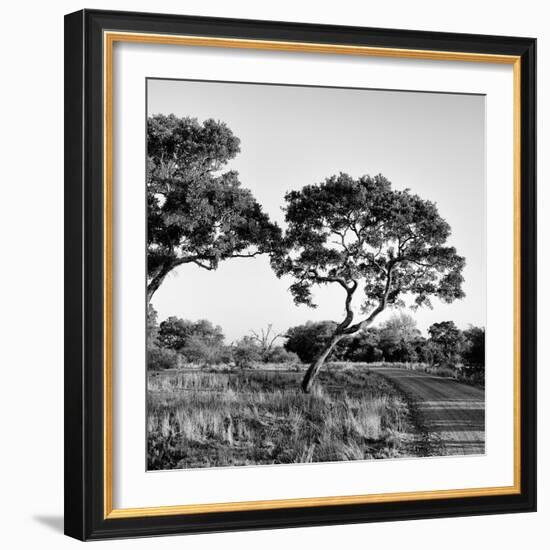 Awesome South Africa Collection Square - Safari Road-Philippe Hugonnard-Framed Photographic Print