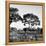 Awesome South Africa Collection Square - Safari Road-Philippe Hugonnard-Framed Premier Image Canvas