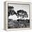 Awesome South Africa Collection Square - Safari Road-Philippe Hugonnard-Framed Premier Image Canvas