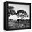 Awesome South Africa Collection Square - Safari Road-Philippe Hugonnard-Framed Premier Image Canvas