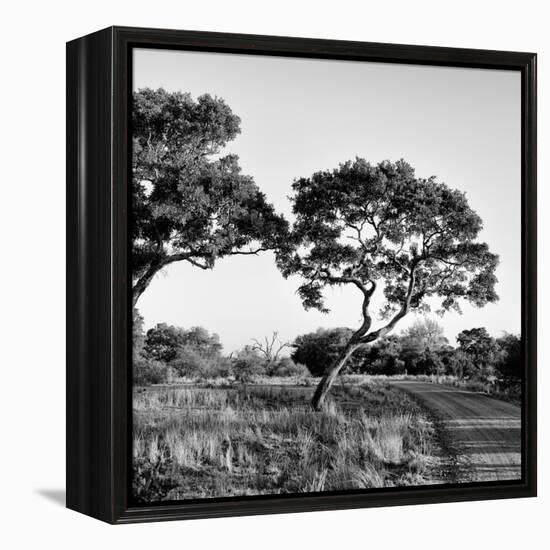 Awesome South Africa Collection Square - Safari Road-Philippe Hugonnard-Framed Premier Image Canvas