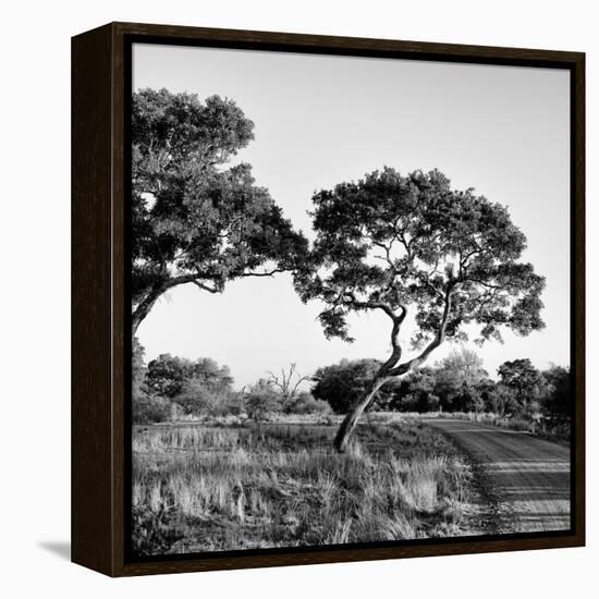 Awesome South Africa Collection Square - Safari Road-Philippe Hugonnard-Framed Premier Image Canvas