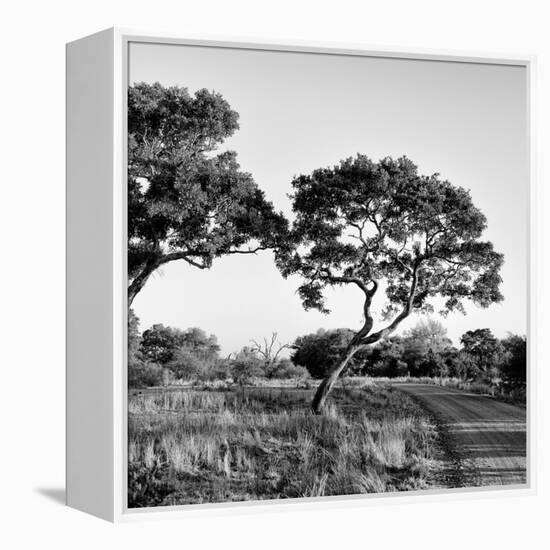 Awesome South Africa Collection Square - Safari Road-Philippe Hugonnard-Framed Premier Image Canvas