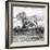 Awesome South Africa Collection Square - Savanna Landscape II B&W-Philippe Hugonnard-Framed Photographic Print