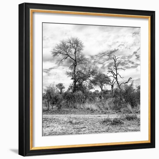 Awesome South Africa Collection Square - Savanna Landscape II B&W-Philippe Hugonnard-Framed Photographic Print