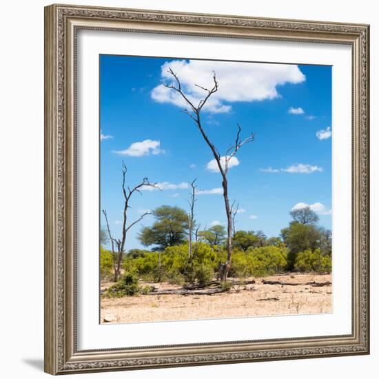 Awesome South Africa Collection Square - Savannah Landscape IV-Philippe Hugonnard-Framed Photographic Print