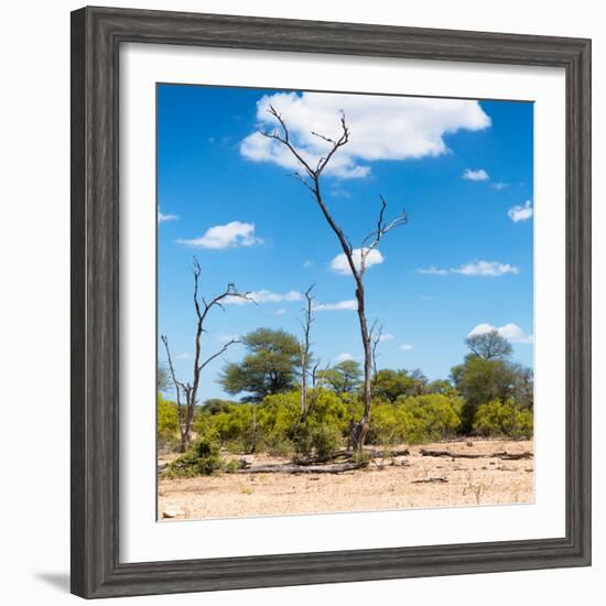 Awesome South Africa Collection Square - Savannah Landscape IV-Philippe Hugonnard-Framed Photographic Print