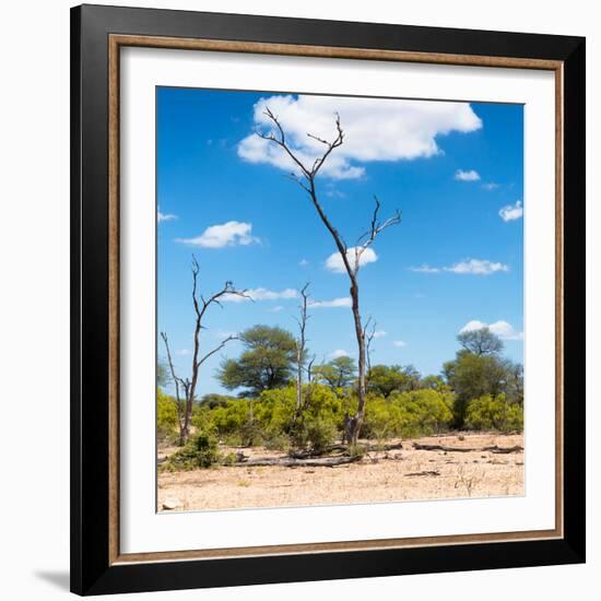 Awesome South Africa Collection Square - Savannah Landscape IV-Philippe Hugonnard-Framed Photographic Print