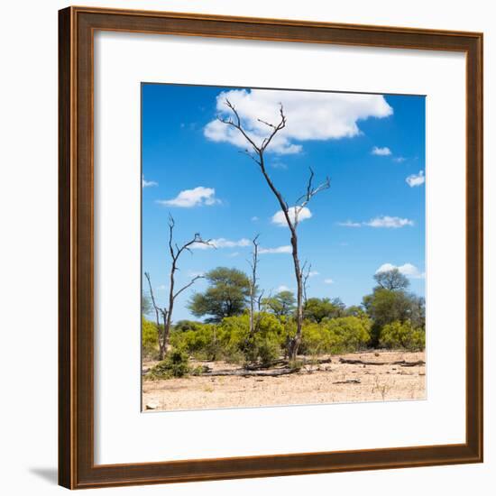 Awesome South Africa Collection Square - Savannah Landscape IV-Philippe Hugonnard-Framed Photographic Print