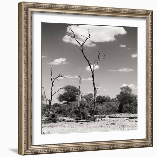 Awesome South Africa Collection Square - Savannah Landscape V-Philippe Hugonnard-Framed Photographic Print