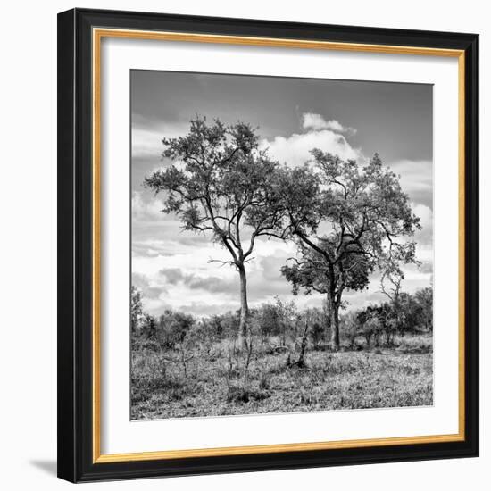 Awesome South Africa Collection Square - Savannah Trees II B&W-Philippe Hugonnard-Framed Photographic Print