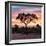 Awesome South Africa Collection Square - Silhouette of Acacia Tree at Sunrise-Philippe Hugonnard-Framed Photographic Print