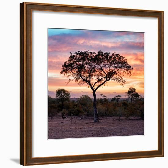 Awesome South Africa Collection Square - Silhouette of Acacia Tree at Sunrise-Philippe Hugonnard-Framed Photographic Print