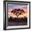 Awesome South Africa Collection Square - Silhouette of Acacia Tree at Sunrise-Philippe Hugonnard-Framed Photographic Print