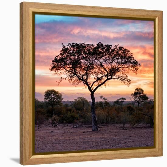 Awesome South Africa Collection Square - Silhouette of Acacia Tree at Sunrise-Philippe Hugonnard-Framed Premier Image Canvas