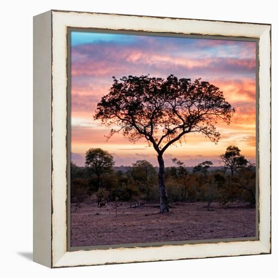 Awesome South Africa Collection Square - Silhouette of Acacia Tree at Sunrise-Philippe Hugonnard-Framed Premier Image Canvas
