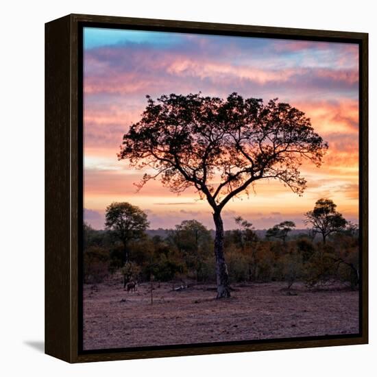Awesome South Africa Collection Square - Silhouette of Acacia Tree at Sunrise-Philippe Hugonnard-Framed Premier Image Canvas