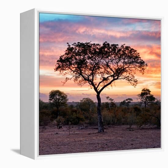 Awesome South Africa Collection Square - Silhouette of Acacia Tree at Sunrise-Philippe Hugonnard-Framed Premier Image Canvas