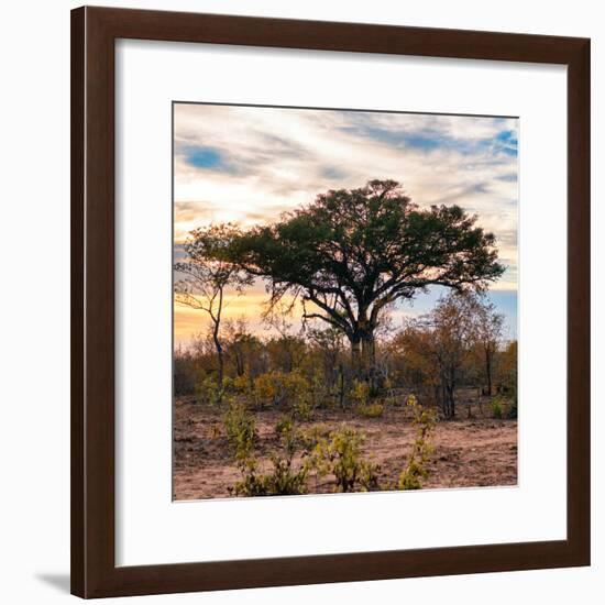 Awesome South Africa Collection Square - Sunrise in Savannah II-Philippe Hugonnard-Framed Photographic Print