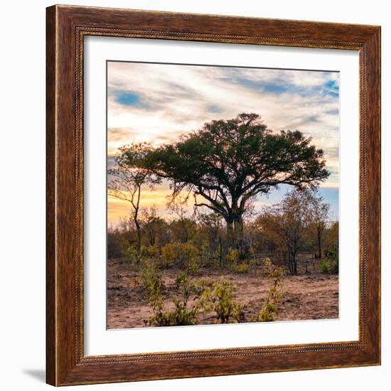 Awesome South Africa Collection Square - Sunrise in Savannah II-Philippe Hugonnard-Framed Photographic Print