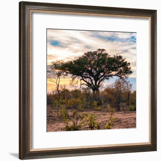 Awesome South Africa Collection Square - Sunrise in Savannah II-Philippe Hugonnard-Framed Photographic Print