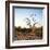 Awesome South Africa Collection Square - Three Whitebacked Vulture on the Tree at Sunrise-Philippe Hugonnard-Framed Photographic Print