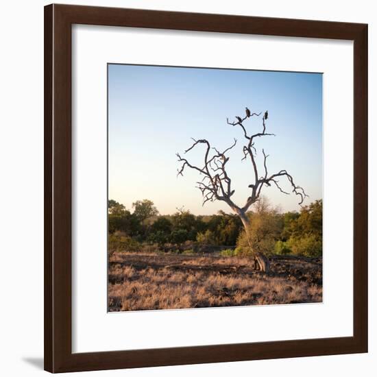 Awesome South Africa Collection Square - Three Whitebacked Vulture on the Tree at Sunrise-Philippe Hugonnard-Framed Photographic Print