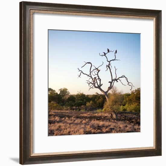 Awesome South Africa Collection Square - Three Whitebacked Vulture on the Tree at Sunrise-Philippe Hugonnard-Framed Photographic Print