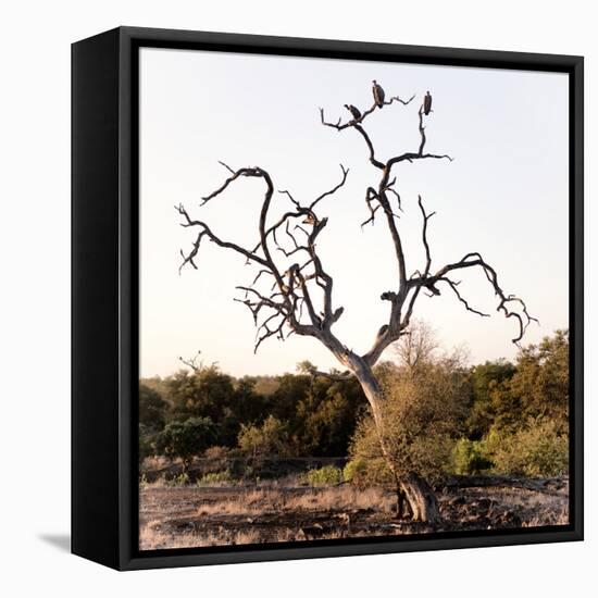 Awesome South Africa Collection Square - Three Whitebacked Vulture on the Tree I-Philippe Hugonnard-Framed Premier Image Canvas