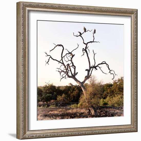 Awesome South Africa Collection Square - Three Whitebacked Vulture on the Tree I-Philippe Hugonnard-Framed Photographic Print