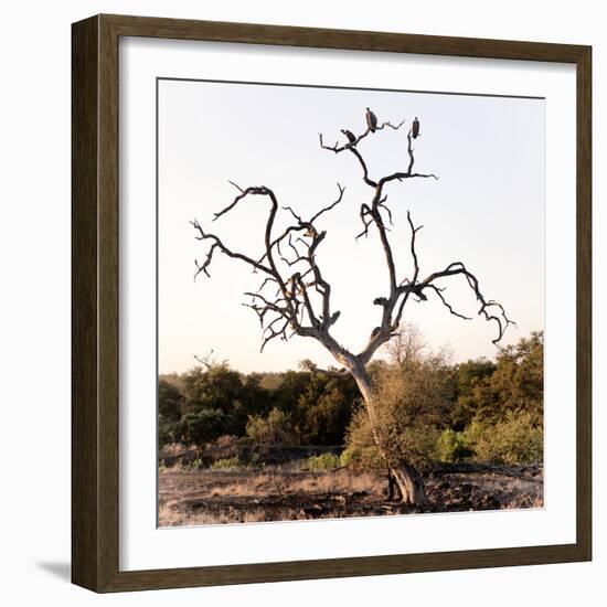 Awesome South Africa Collection Square - Three Whitebacked Vulture on the Tree I-Philippe Hugonnard-Framed Photographic Print