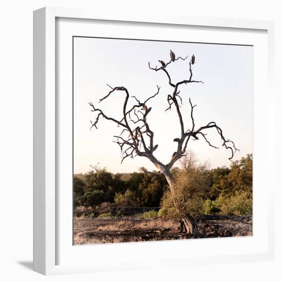 Awesome South Africa Collection Square - Three Whitebacked Vulture on the Tree I-Philippe Hugonnard-Framed Photographic Print