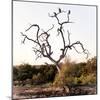 Awesome South Africa Collection Square - Three Whitebacked Vulture on the Tree I-Philippe Hugonnard-Mounted Photographic Print