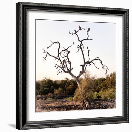 Awesome South Africa Collection Square - Three Whitebacked Vulture on the Tree I-Philippe Hugonnard-Framed Photographic Print