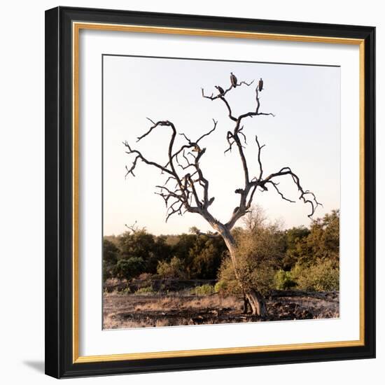 Awesome South Africa Collection Square - Three Whitebacked Vulture on the Tree I-Philippe Hugonnard-Framed Photographic Print