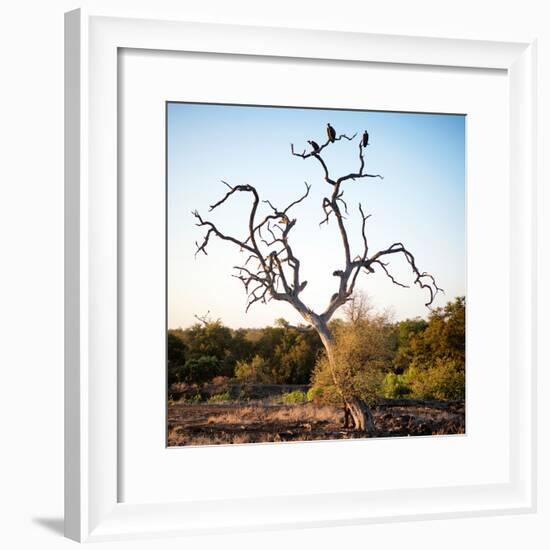 Awesome South Africa Collection Square - Three Whitebacked Vulture on the Tree-Philippe Hugonnard-Framed Photographic Print