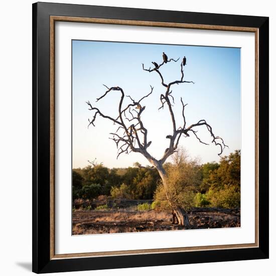 Awesome South Africa Collection Square - Three Whitebacked Vulture on the Tree-Philippe Hugonnard-Framed Photographic Print