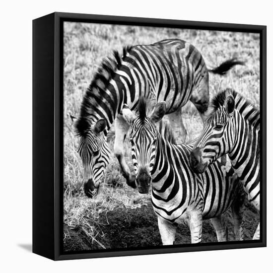 Awesome South Africa Collection Square - Three Zebras B&W-Philippe Hugonnard-Framed Premier Image Canvas