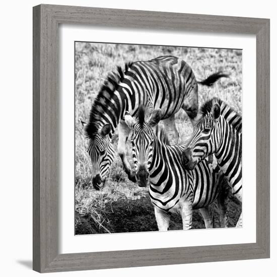 Awesome South Africa Collection Square - Three Zebras B&W-Philippe Hugonnard-Framed Photographic Print