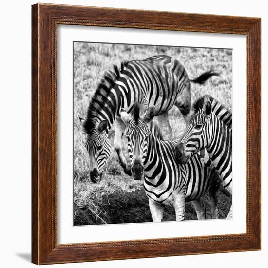 Awesome South Africa Collection Square - Three Zebras B&W-Philippe Hugonnard-Framed Photographic Print