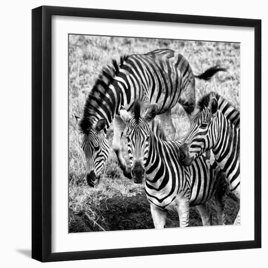 Awesome South Africa Collection Square - Three Zebras B&W-Philippe Hugonnard-Framed Photographic Print