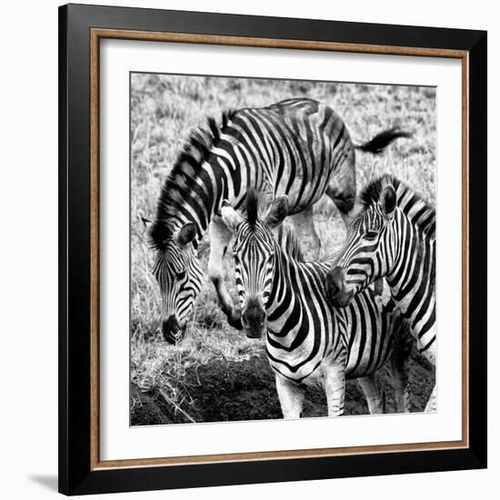 Awesome South Africa Collection Square - Three Zebras B&W-Philippe Hugonnard-Framed Photographic Print