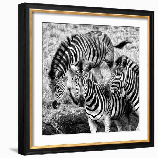 Awesome South Africa Collection Square - Three Zebras B&W-Philippe Hugonnard-Framed Photographic Print