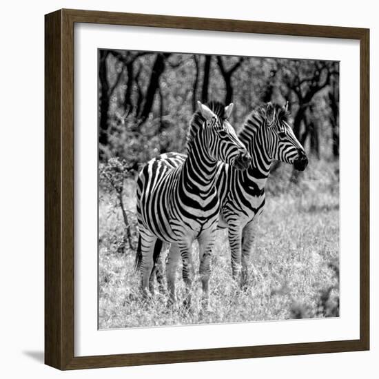 Awesome South Africa Collection Square - Two Burchell's Zebras B&W-Philippe Hugonnard-Framed Photographic Print